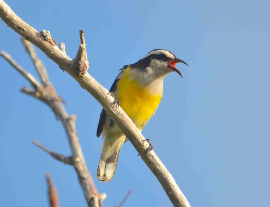 Bananaquit, Abaco - Charlie Skinner