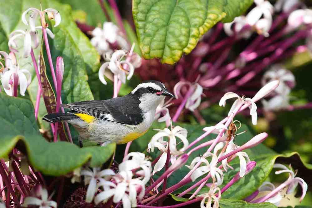  Bananaquits, Abaco Bahamas (Craig Nash)