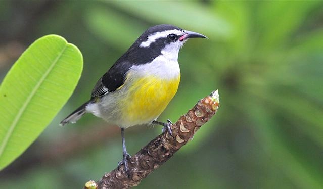 Bananaquit, Abaco - Bruce Hallett
