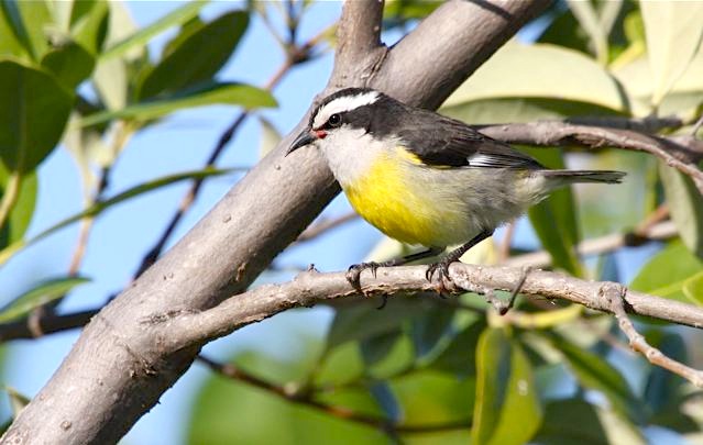 Bananaquit, Abaco - Bruce Hallett