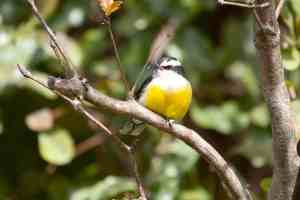 Bananaquit, Abaco - Erik Gauger