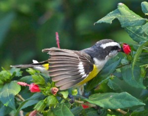 Bananaquit, Abaco - Peter Mantle