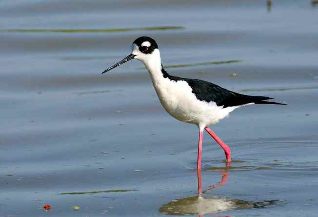 Black-necked Stilt, Abaco - Tom Sheley 