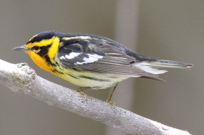 Blackburnian Warbler Mdf wiki