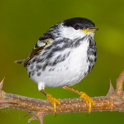 Blackpoll Warbler avibirds.com