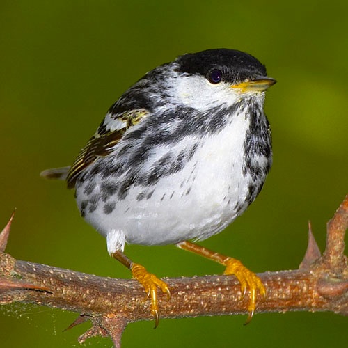 Blackpoll Warbler avibirds.com