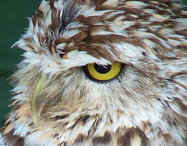 Burrowing Owl 1a