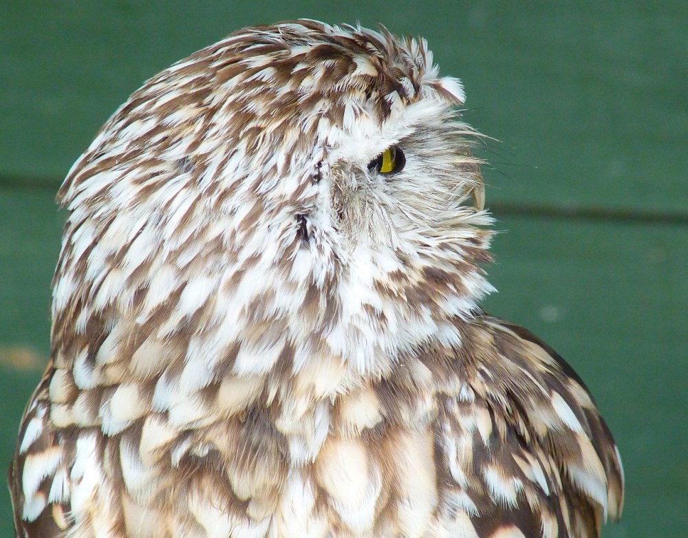 Burrowing Owl 2