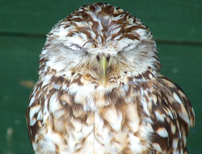 Burrowing Owl 3