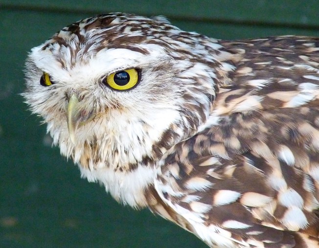 Burrowing Owl 5