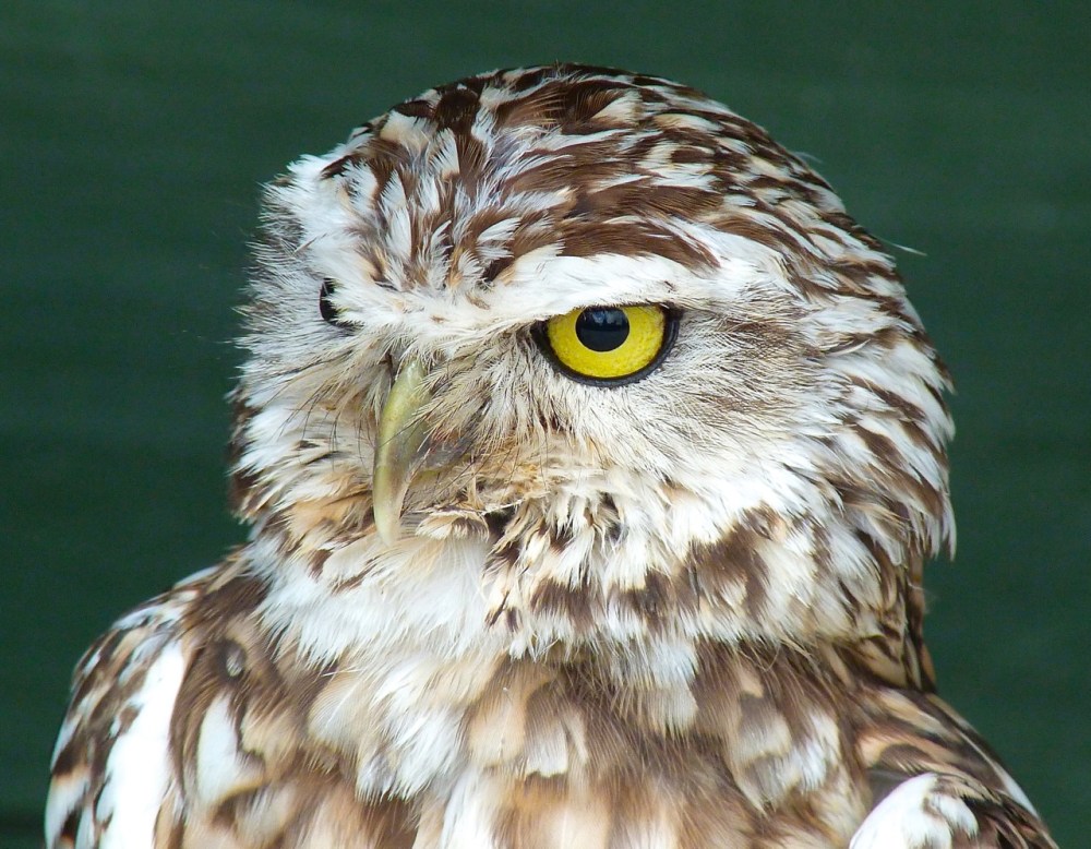 Burrowing Owl 6