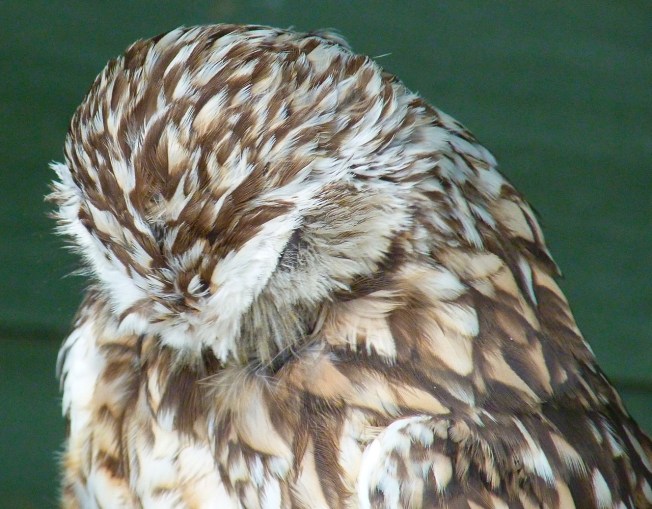 Burrowing Owl 8