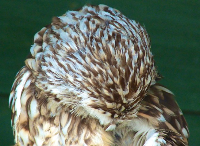 Burrowing Owl 9