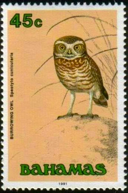 Burrowing Owl - Bahamas - Animal Vista