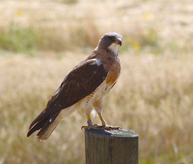 Buteo swainsoni (Pharoah Hound Wiki)