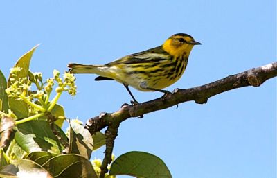 Cape May Warbler (m), Abaco - Bruce Hallett 