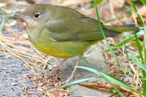 Connecticut Warbler Central Park NYC 10000birds.com