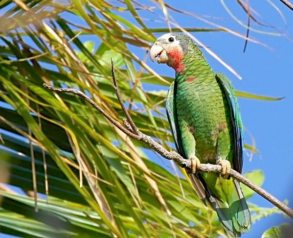 Abaco / Cuban Parrot (Bruce Hallett)