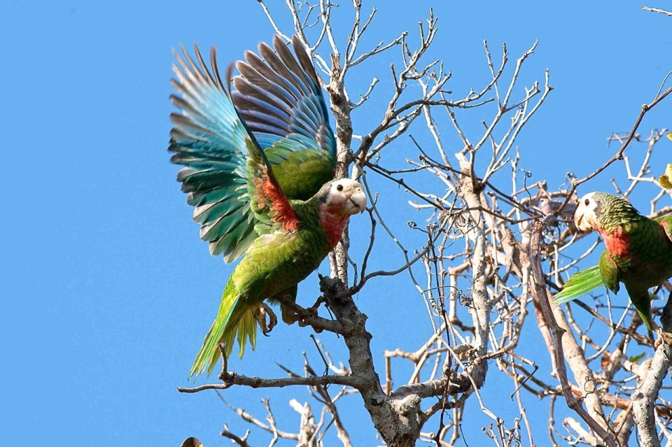 Abaco (Cuban) Parrot (Craig Nash)