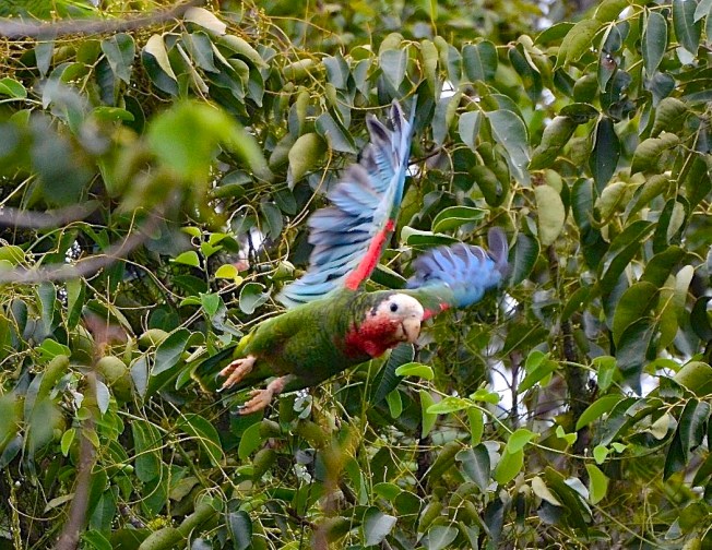 Abaco (Cuban) Parrot -  Charlie Skinner