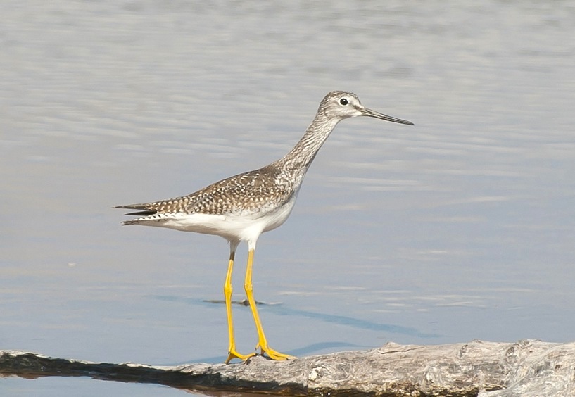Greater Yellowlegs LR. Abaco Bahamas.Tom Sheley.2.12 copy 2