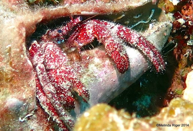 Hermit Crab ©Melinda Riger @ GB Scuba copy