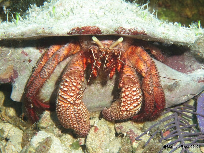 Hermit Crab ©Melinda Riger @ Grand Bahama Scuba