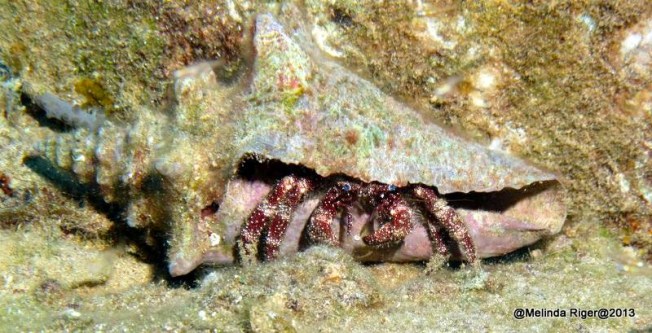 Hermit Crab in a conch ©Melinda Riger @ GB Scuba