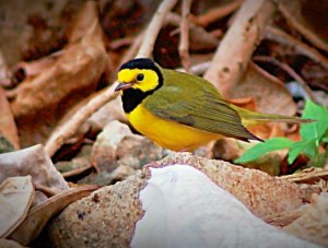 Hooded Warbler, Abaco (Charmaine Albury)