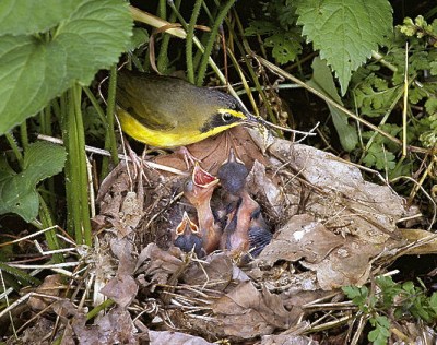 Kentucky_Warbler Steve Maslowski wiki - Version 2