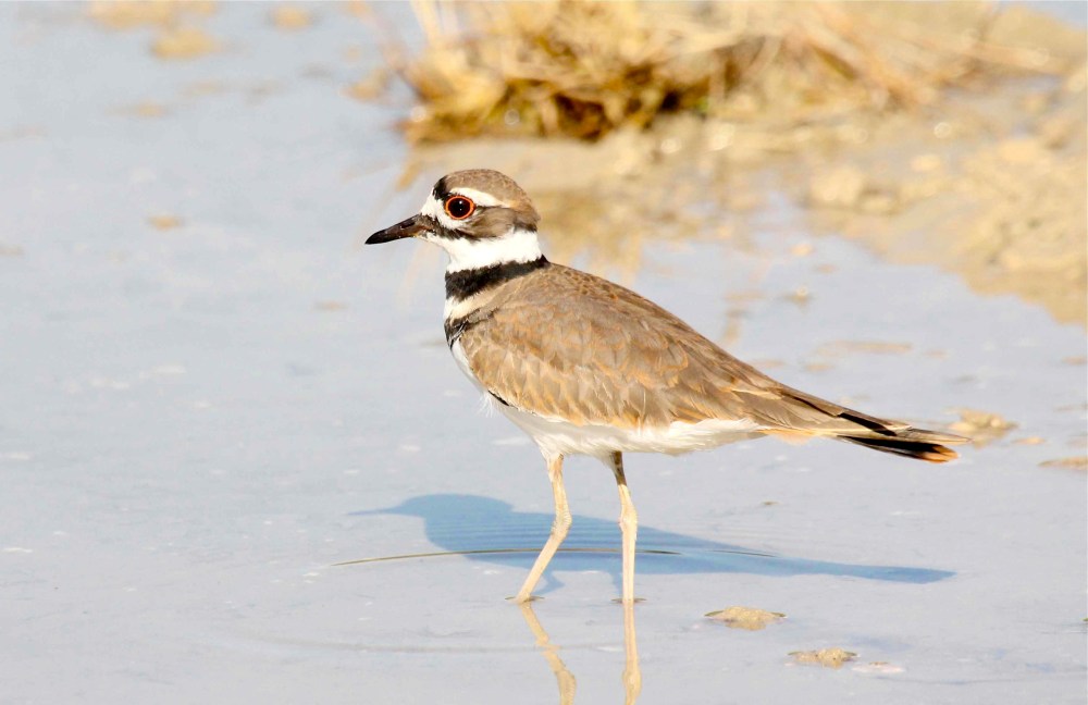 Kildeer, Abaco - Bruce Hallett