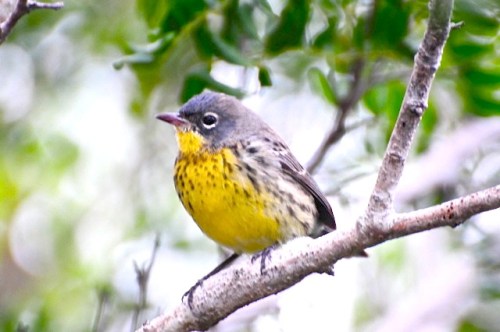 Kirtland's Warbler, Abaco (Woody Bracey)
