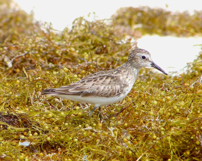 Least Sandpiper, Delphi Club Beach, Abaco - Keith Salvesen