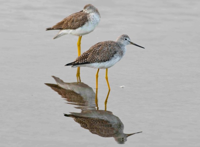 Lesser Yellowlegs.Evening on the Marls.Abaco Bahamas.2.13.Tom Sheley small2