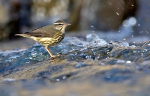 Louisiana waterthrush William H. Majoros WIKI