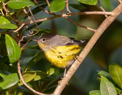 Magnolia warbler, Abaco - Craig Nash