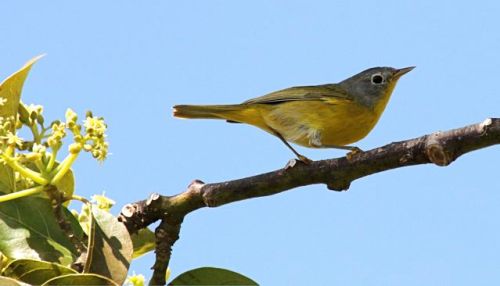 Nashville Warbler, Abaco - Bruce Hallett