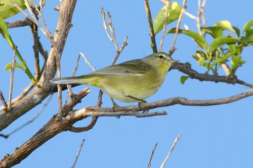 Orange-crowned Warbler dominic sherony wiki