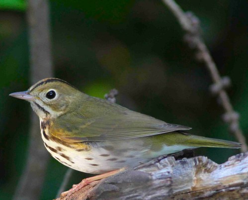 OVENBIRD_Bahamas-Great Abaco_6639_Ovenbird_Gerlinde Taurer 2