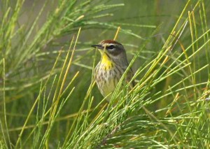 Palm Warbler, Abaco - Peter Mantle