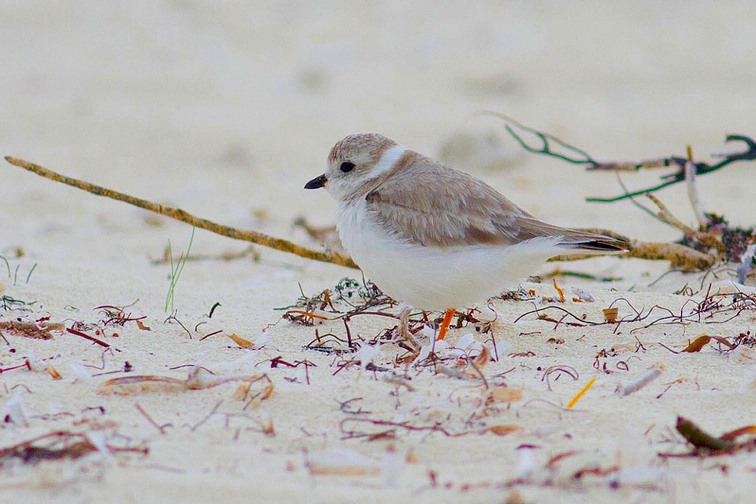 Piping Plover, Abaco  - Tom Reed