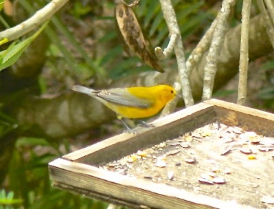 Prothonotary Warbler, Abaco - Ann Capling