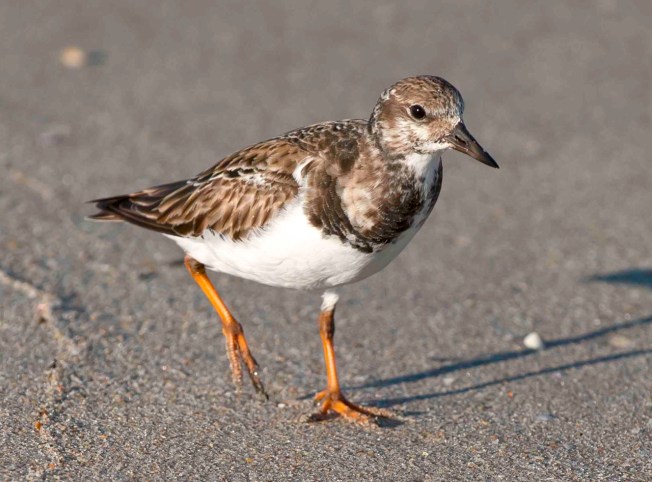 Ruddy Turnstone winter plumage.Abaco Bahamas.2.13.Tom Sheley e
