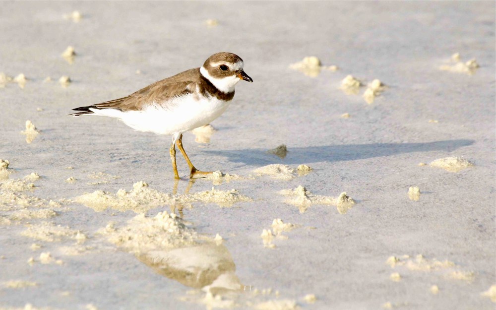 Semipalmated Plover (f nb), Abaco - Bruce Hallett