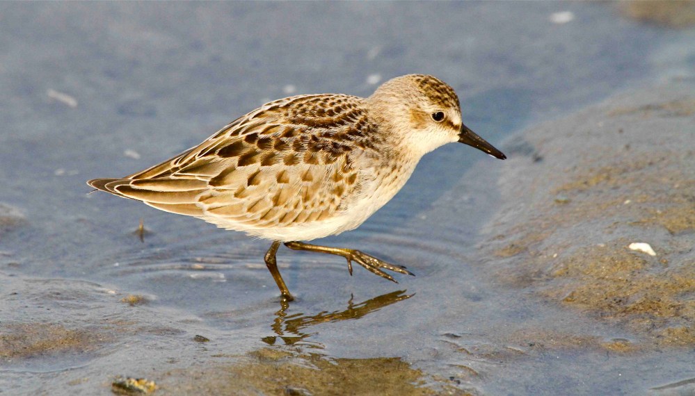 Semipalmated Sandpiper, Abaco (juv) Bruce Hallett