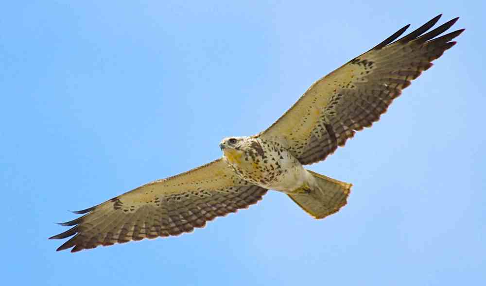 Swainson's Hawk (imm), Abaco - Bruce Hallett