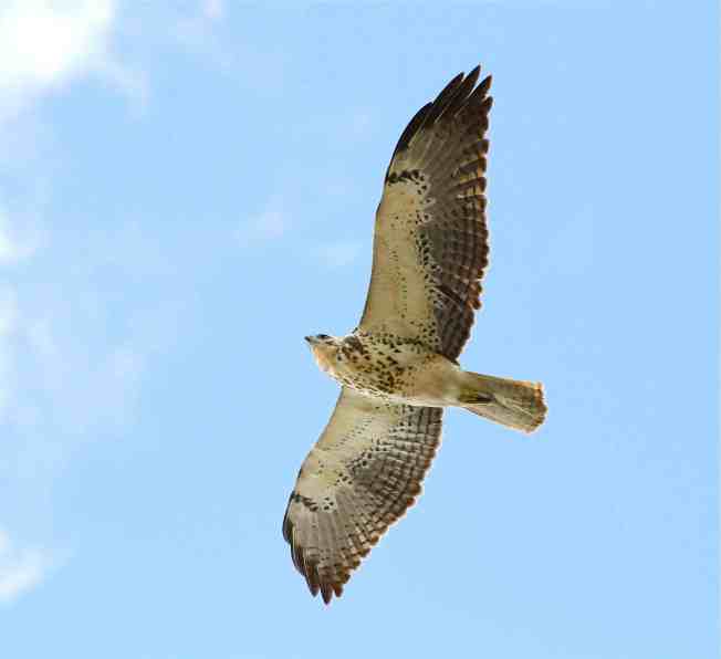 Swainson's Hawk (imm), Abaco - Bruce Hallett