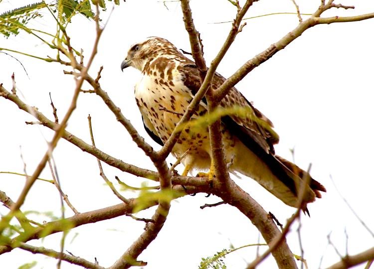Swainson's Hawk (imm), Abaco - Bruce Hallett