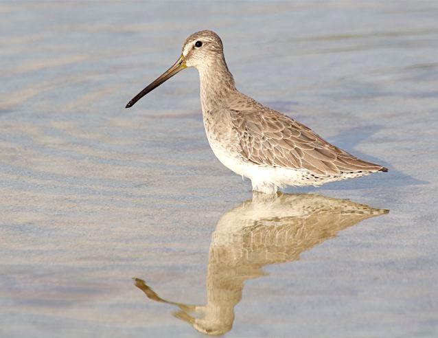 Short-billed Dowitcher (NB), Abaco - Bruce Hallett