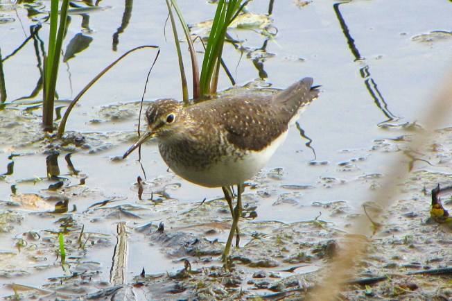 Solitary Sandpiper, Petrie Island D G E Robertson Wiki